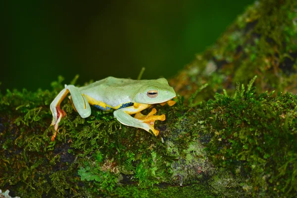 moss üzerinde sarı kurbağa