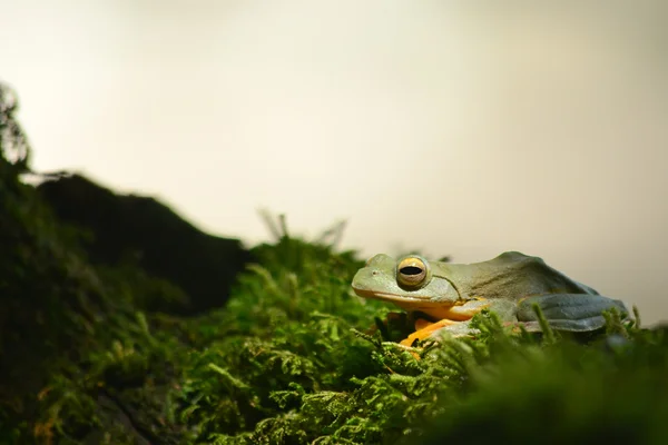 Grenouille Jaune Sur Mousse — Photo