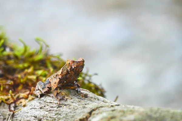 Brown Frog Moss — Stock Photo, Image
