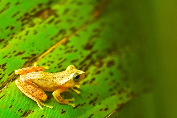 Yapraktaki sarı kurbağa