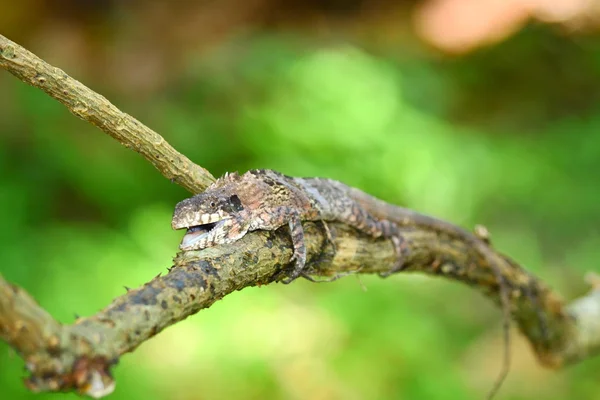 Lagarto Maior Sentado Árvore — Fotografia de Stock