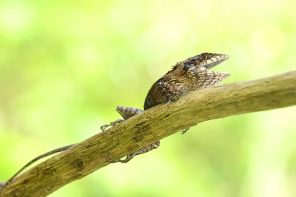 Lagarto Mayor Sentado Árbol —  Fotos de Stock