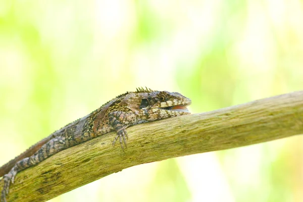 Lagarto Mayor Sentado Árbol —  Fotos de Stock