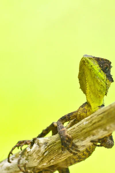 Green Spiny Lizard Sitting Tree — Stock Photo, Image