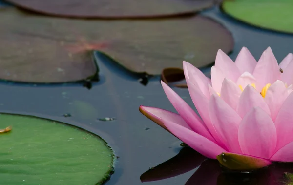 Pembe Güzel Nilüfer Çiçeği — Stok fotoğraf