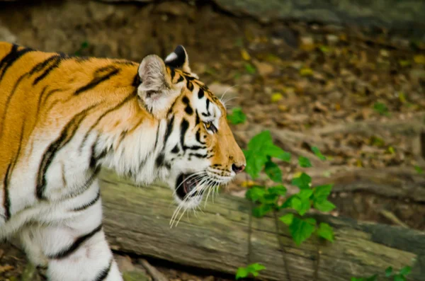 Panthera Tigris Corbetti Tailândia — Fotografia de Stock