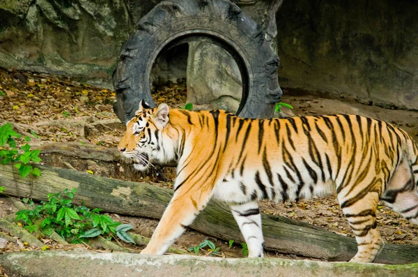 Panthera Tigris Corbetti Tajlandii — Zdjęcie stockowe