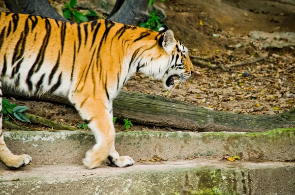 Panthera Tigris Corbetti Thailand — Photo