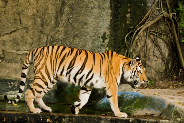 Panthera Ferris Corbetti Thailand — стоковое фото