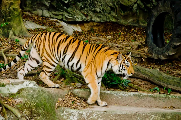 Panthera Tigris Corbetti Στην Ταϊλάνδη — Φωτογραφία Αρχείου