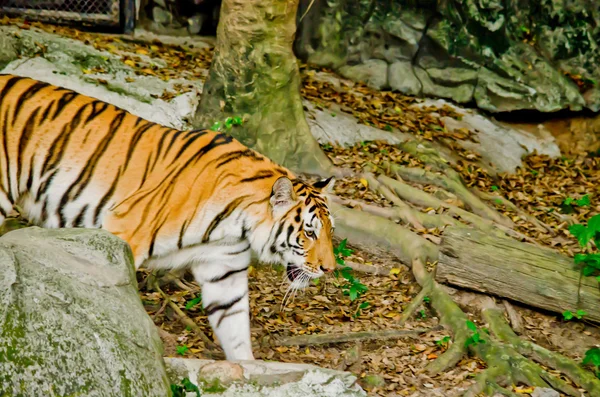 Panthera Tigris Corbetti Tailândia — Fotografia de Stock