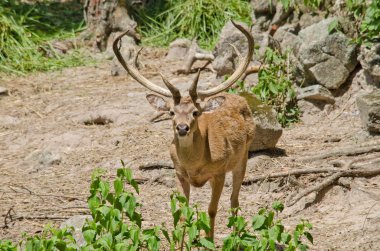 Kaşlı geyik hayvanat bahçesinde yaşar.