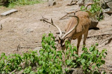 Kaşlı geyik hayvanat bahçesinde yaşar.