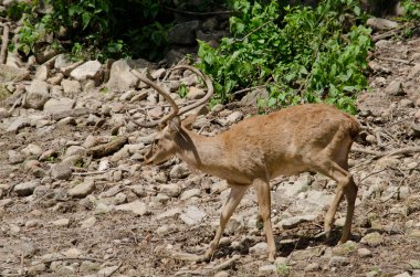 Kaşlı geyik hayvanat bahçesinde yaşar.