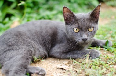 Kara kedi Tayland 'da uyuyor.