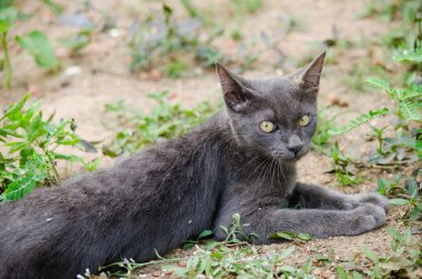 Kara kedi Tayland 'da uyuyor.