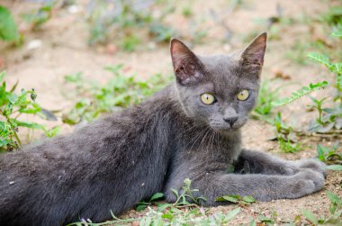 Kara kedi Tayland 'da uyuyor.