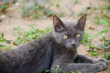 Kara kedi Tayland 'da uyuyor.