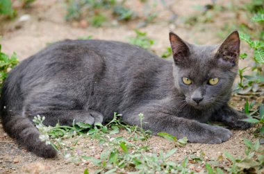 Kara kedi Tayland 'da uyuyor.