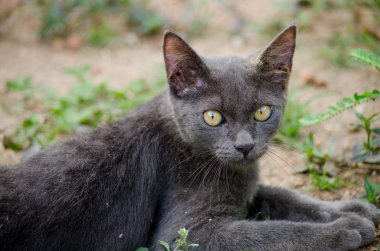 Kara kedi Tayland 'da uyuyor.