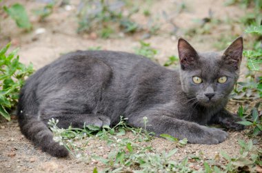 Kara kedi Tayland 'da uyuyor.