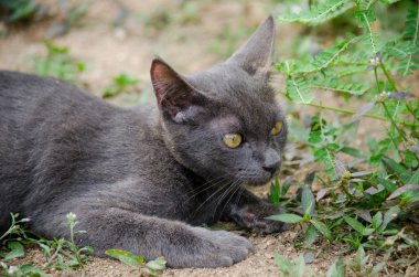 Kara kedi Tayland 'da uyuyor.