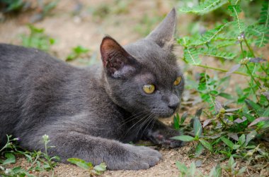 Kara kedi Tayland 'da uyuyor.