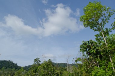 Doğal olarak yağmur ormanlarında ve mavi gökyüzünde büyük bir ağaç vardır.