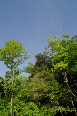 Doğal olarak yağmur ormanlarında ve mavi gökyüzünde büyük bir ağaç vardır.