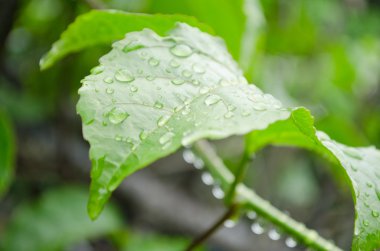 yağmur mevsiminden sonra yeşil yaprak üzerinde su damlası