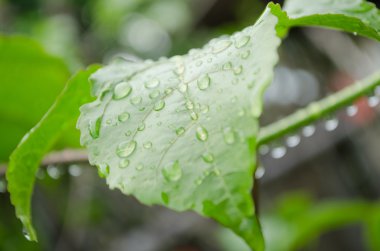 yağmur mevsiminden sonra yeşil yaprak üzerinde su damlası