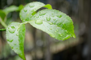 yağmur mevsiminden sonra yeşil yaprak üzerinde su damlası