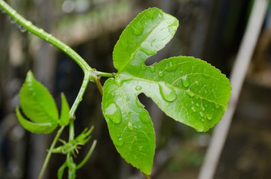 yağmur mevsiminden sonra yeşil yaprak üzerinde su damlası