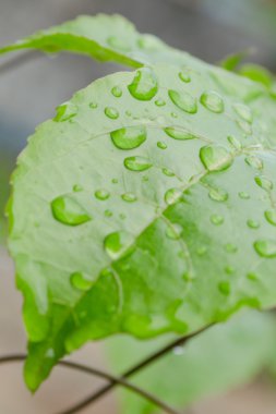 yağmur mevsiminden sonra yeşil yaprak üzerinde su damlası
