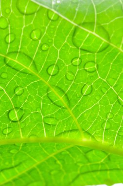 yağmur mevsiminden sonra yeşil yaprak üzerinde su damlası