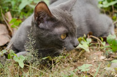 Kara kedi Tayland 'da uyuyor.