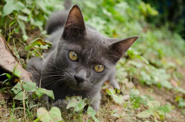 Kara kedi Tayland 'da uyuyor.