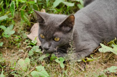 Kara kedi Tayland 'da uyuyor.