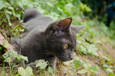 Kara kedi Tayland 'da uyuyor.