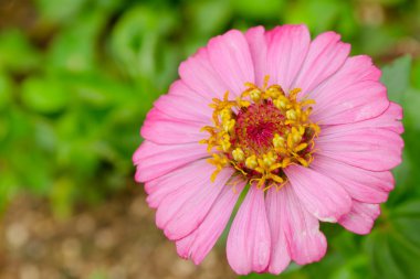 bahçede güzel bir pembe çiçek