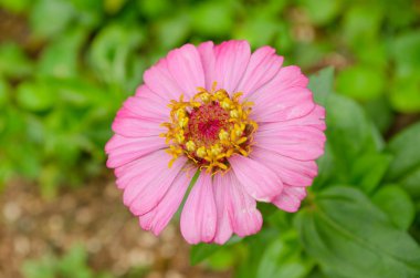 bahçede güzel bir pembe çiçek