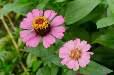 bahçede güzel bir pembe çiçek