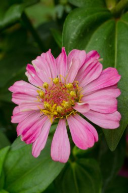 bahçede güzel bir pembe çiçek