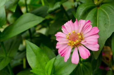 bahçede güzel bir pembe çiçek