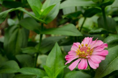 bahçede güzel bir pembe çiçek