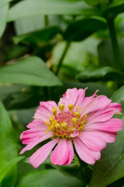 bahçede güzel bir pembe çiçek