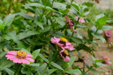 bahçede güzel bir pembe çiçek