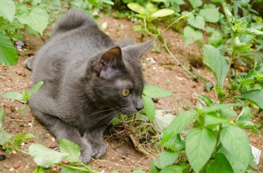 Kara kedi Tayland 'da uyuyor.