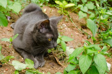 Kara kedi Tayland 'da uyuyor.