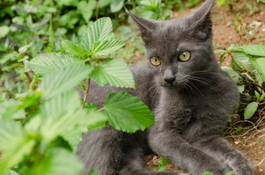 Kara kedi Tayland 'da uyuyor.
